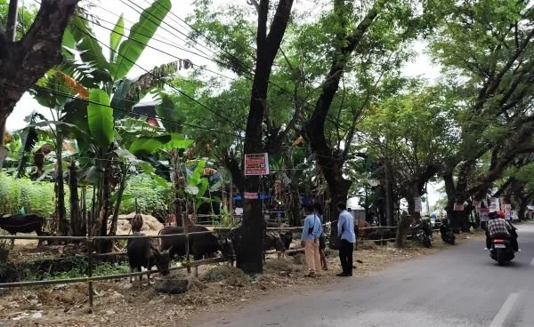 Kondisi pedagang hewan kurban, di Jl Hertasning - Gowa .