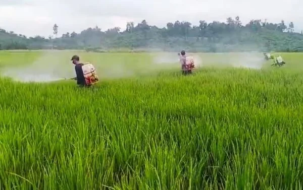 Ilustrasi Sawah. (Dok: Ist)
