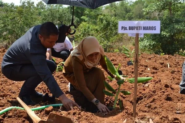Plt Bupati Maros, Suhartina Bohari saat menanam pisang Cavendis (Dok:Ist)