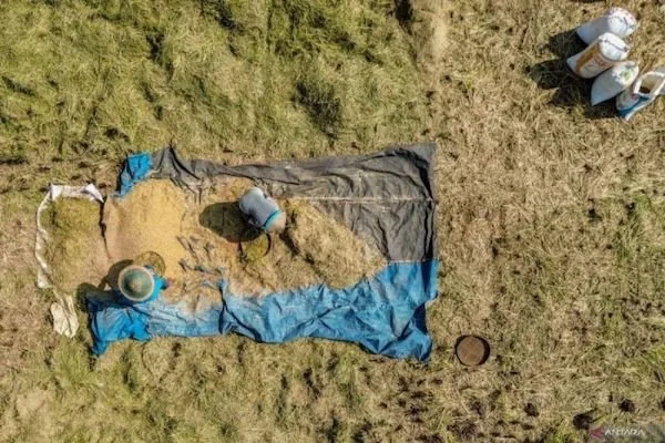 Arsip - Foto udara petani mengayak gabah saat panen di Lumajang, Jawa Timur, Selasa (4/3/2025). ANTARA FOTO/Irfan Sumanjaya/agr