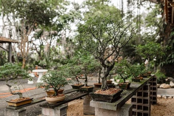 Ilustrasi bonsai (Dok: Int)