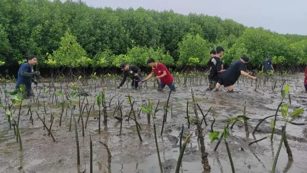 Ilustrasi penanaman Mangrove (Dok : Ist).