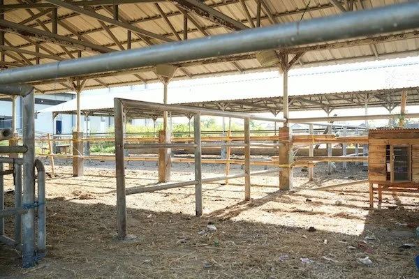 Area Terbuka Rumah Potong Hewan (RPH) Tamangapa, Kecamatan Manggala (Dok: Ist).