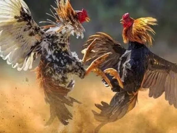 Ilustrasi Sabung Ayam (Dok : int).