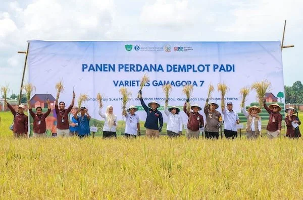 Bank Indonesia 
menyelenggarakan panen perdana demplot padi varietas Gamagora 7 di Kelompok Tani Sukamandiri, Kecamatan Lau, Kabupaten Maros (Dok: Ist)