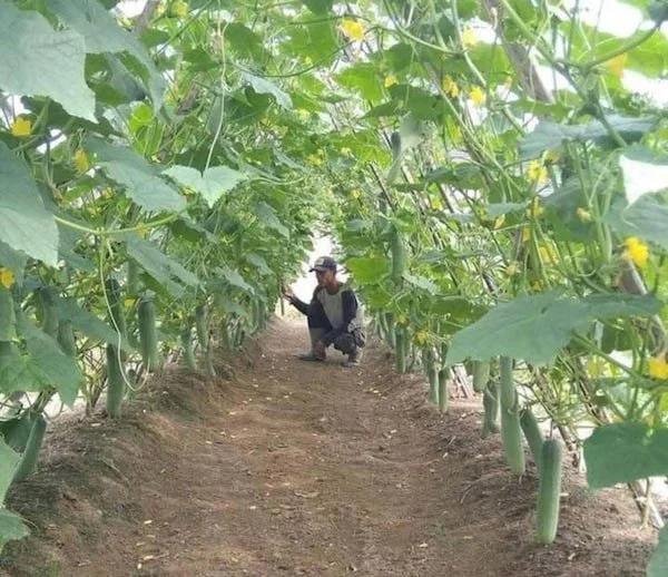 Petani Timun (Dok: KabarMalassar).