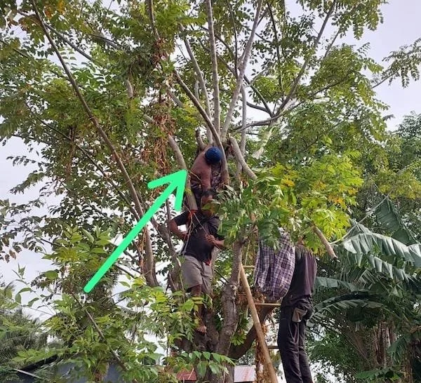 Korban Di evakuasi Saat Berada Diatas Pohon Kayu Cina