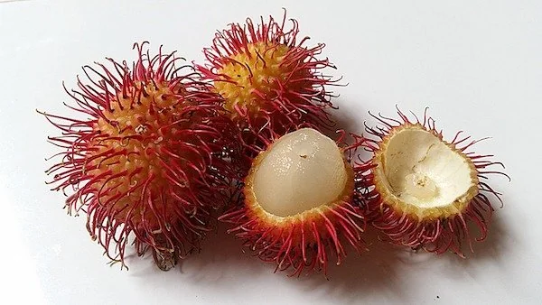Ilustrasi buah rambutan (Dok: Int)