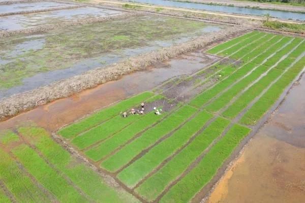 ilustrasi cetak sawah (dok. Ist)