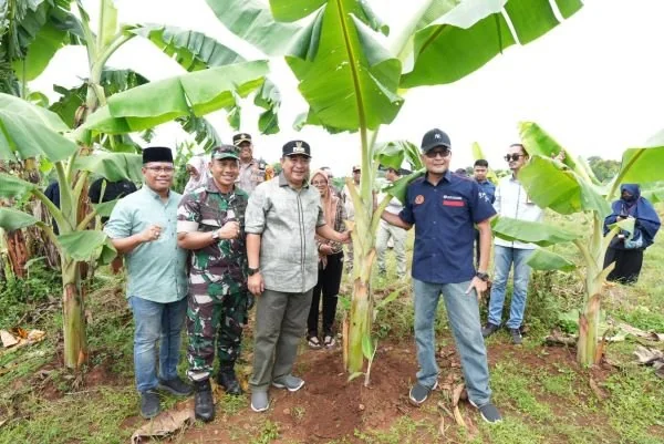 Pj Gubernur Sulsel, Bahtiar Baharuddin (baju abu-abu) saat meninjau lahan pisang Cavendish di Gowa, (12/3).