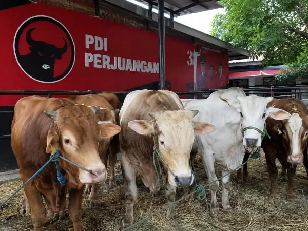 Sapi Kurban yang akan Disalurkan ARW (Dok: Ist).