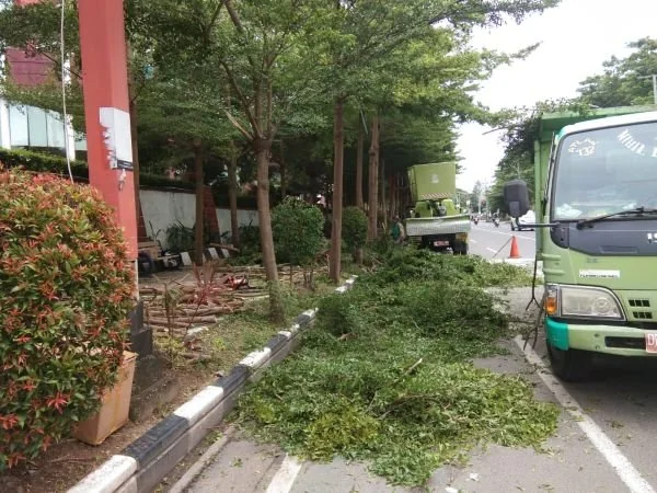 Pemangkasan pohon (Dok: Ist).