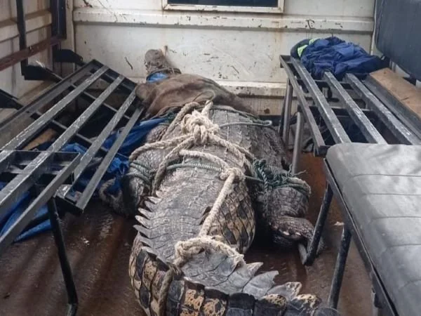 Buaya saat dievakuasi dari perumahan warga di Makassar (Dok : Ist).