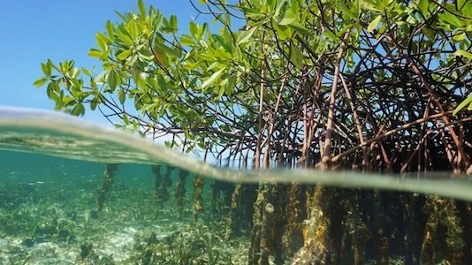 Tanaman Mangrove (Dok : Int).