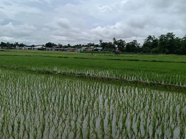 Suasana Sawah (Dok: Sinta KabarMakassar).