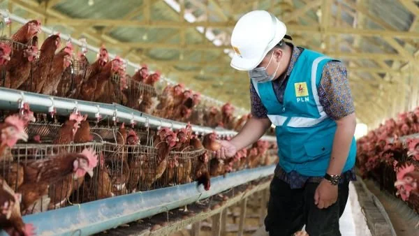 Ilustrasi petugas PLN meninjau pemanfaatan listrik pada peternakan ayam petelur modern di Kabupaten Sidenreng Rappang sebagai bagian dari Program Electrifying Agriculture yang mendukung modernisasi sektor agrikultur. (Dok: Ist)