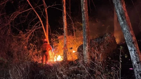 Kondisi lahan yang terbakar di Kabupaten Ponorogo, Jawa Timur(Dok: Ist)