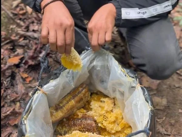 Salah satu proses panen madu (Dok : Ist).