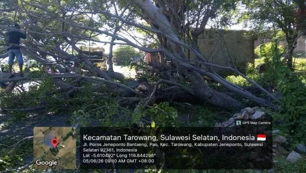 Sebuah pohon besar tumbang dan sempat menutup akses jalan Poros Jeneponto–Bantaeng. (Dok: Ist)