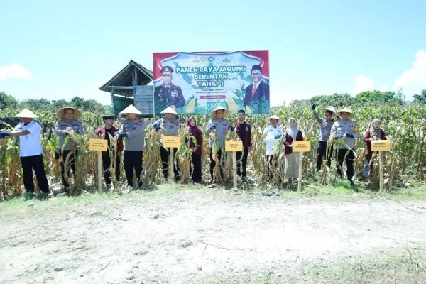 Kapolda Sulsel panen jagung di Bulukumba (Dok : Ist).