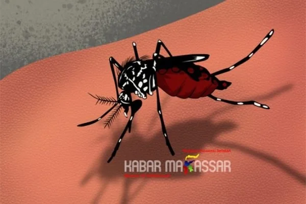 Ilustrasi DBD (Dok : KabarMakassar).