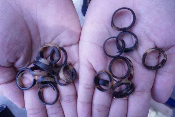 Cincin Penyu (Foto : Dok. Andini KabarMakassar).