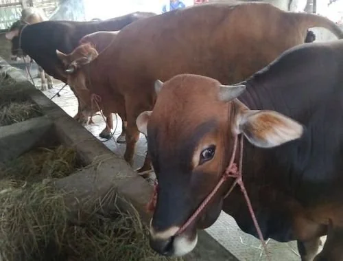 Sapi (Foto : INT).