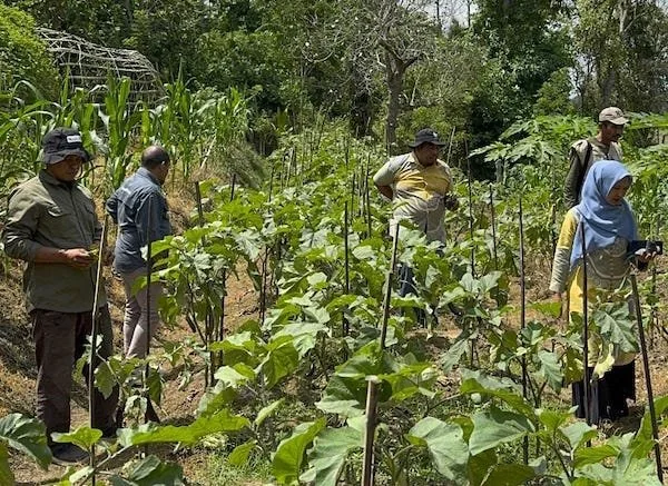 Pemerintah Kabupaten Bone dan CIFOR-ICRAF dorong masyarakat tanam sayuran di pekarangan (Dok: Ist)