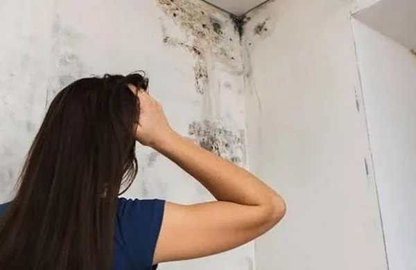 Ilustrasi black mold (Dok: Int)