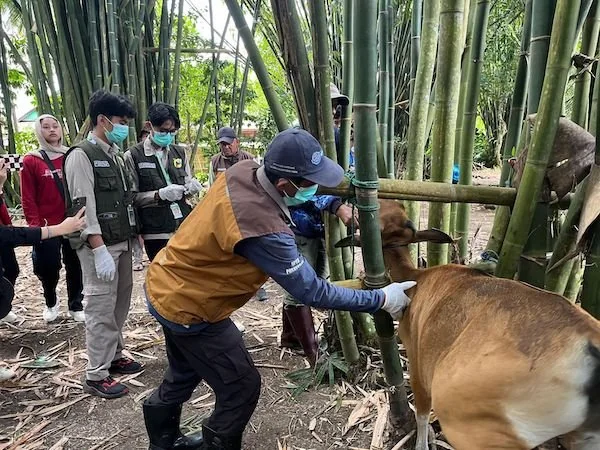 Vaksin Gratis 120 Ekor Sapi Terjangkit PMK di Pattiro Deceng Maros. Dok. Ist
