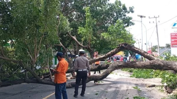 Pohon tumbang di Kelurahan Sidenre, Kecamatan Binamu. (Dok: Ist)