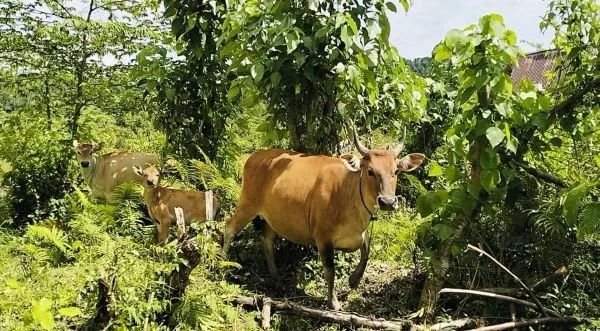 Salah satu sapi yang di jual warga di lingkungan Sese untuk kurban (Dok : Ist).