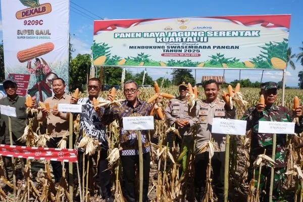 Bupati Paris Yasir bersama Kapolres AKBP Widi Setiawan dan unsur Forkopimda saat melakukan panen raya jagung di Dusun Bontomanai (Dok : Ist).