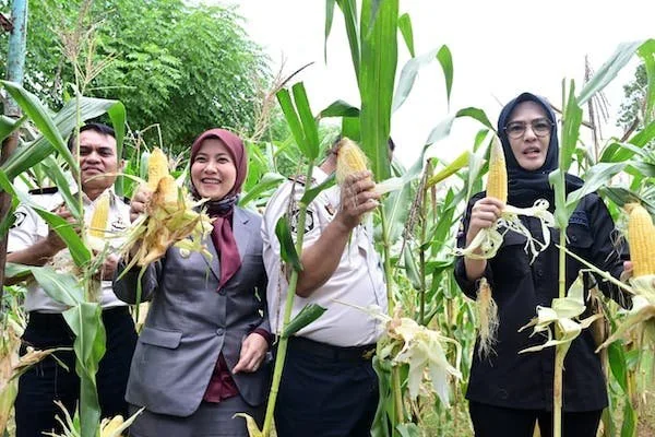 Suasana Panen Raya (Dok: Ist).