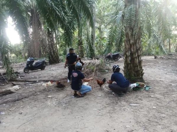 Barang bukti sabung ayam yang diamankan polisi (Dok : Ist).