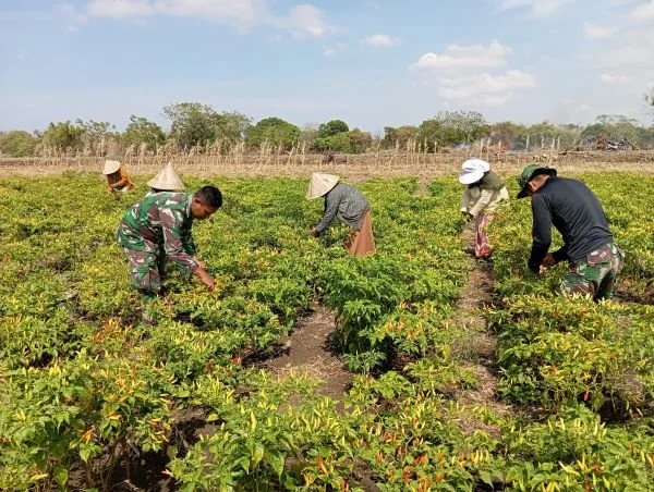Personel Satgas TMMD, Sertu Kamaruddin dan sejumlah personil lainnya saat turun ke perkebunan membantu Dg Ngiji (45) memanen cabe merah yang sudah siap dipanen (Dok : Ist).