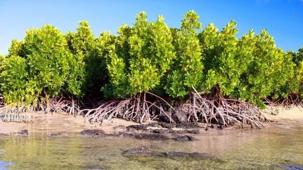 (Foto : INT).