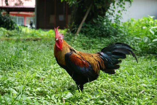 Ayam Alope. (Dok: Ist)