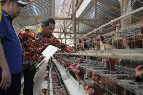Suasana salah satu peternakan yang dikunjungi Pj Gubernur di Sulbar (Dok : Ist).