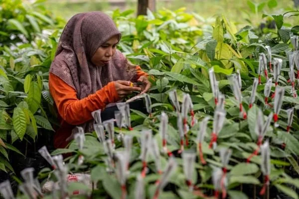 Pengembangan Kelompok Simpan Pinjam Desa (VSLA) serta memperkuat program ketahanan komunitas di daerah penghasil kakao (Dok: Ist)