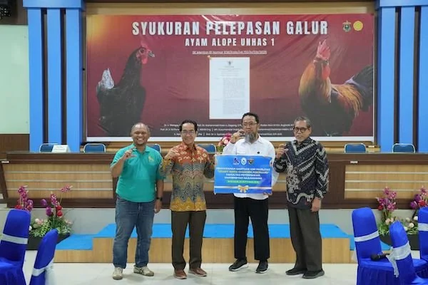Unhas Resmikan Pelepasan Galur Ayam Alope Unhas-1. Dok. Ist