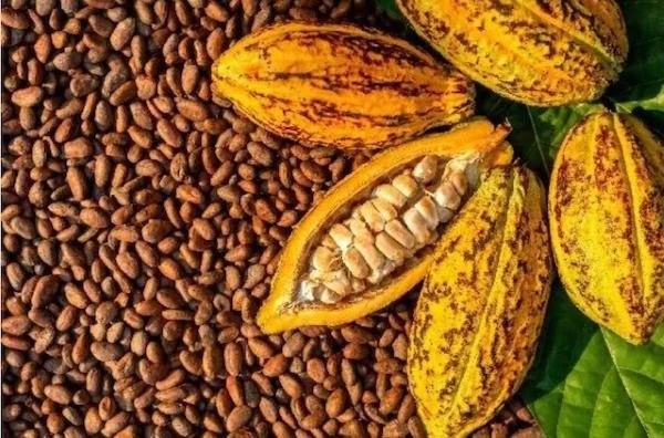 Adanya edukasi keuangan dan survei kebutuhan menjadi langkah strategis dalam membangun ekosistem pembiayaan kepada petani yang terintegrasi dan berkelanjutan (Dok: Int)