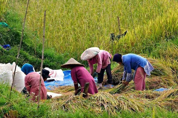 Ilustrasi sawah (Dok: Int)