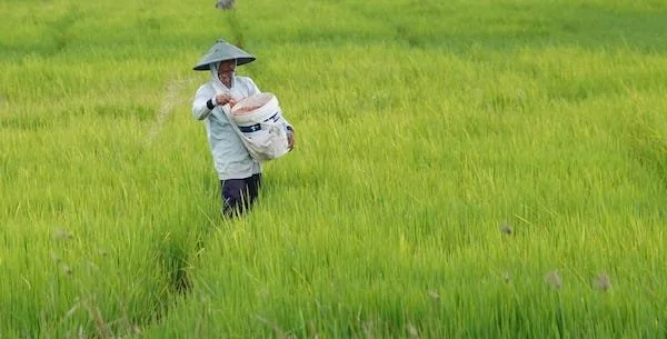 Ilustrasi Petani Menaburkan Pupuk (Dok: Ist).