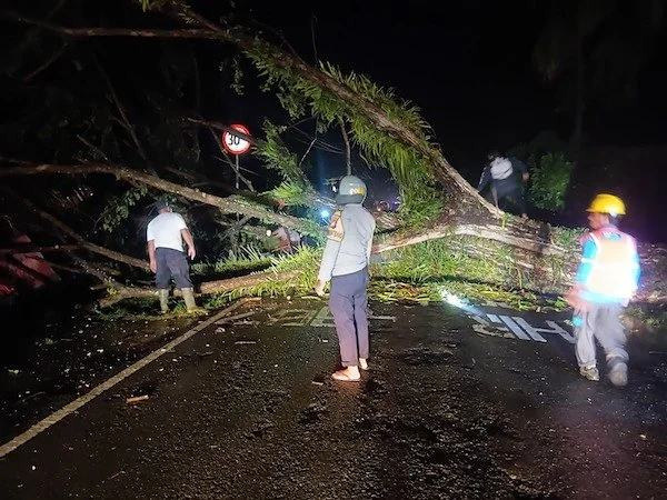 Pohon tumbang yang menutup jalan trans Sulawesi di Malunda(dok:Ist)