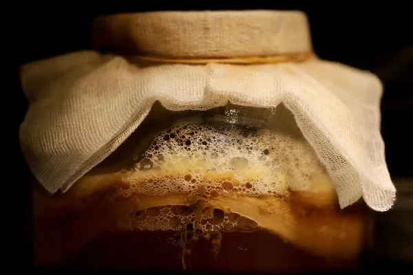 Ilustrasi kombucha (Dok: Int).