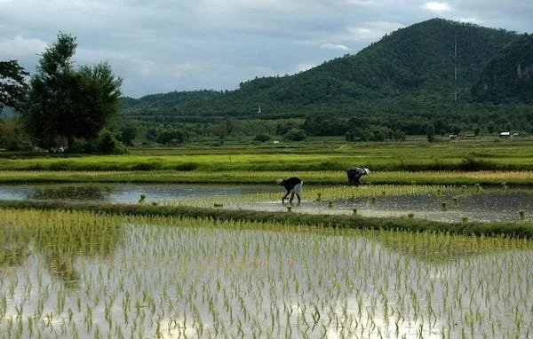 Ilustrasi sawah (Dok: Int)