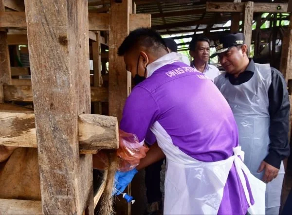 Pj Gubernur Sulsel, Bahtiar Baharuddin fokus menggalakkan peningkatan produksi peternakan sebagai salah satu program prioritasnya.
