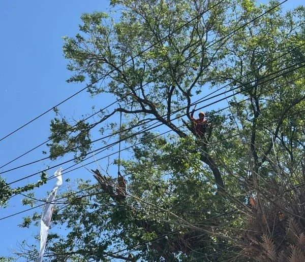 PLN melaksanakan pemeliharaan jaringan di Malengkeri (Dok: Ist)