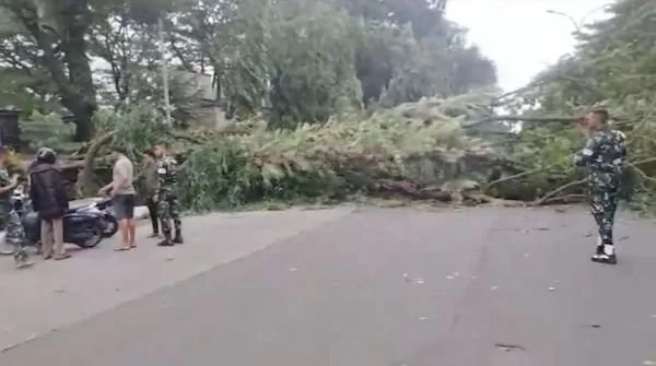 Pohon tumbang di deoan Kodam XIV Hasanuddin Makassar (Dok: Ist)
